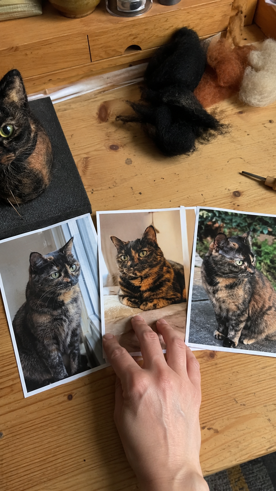 Tortoiseshell cat reference photos in different lighting