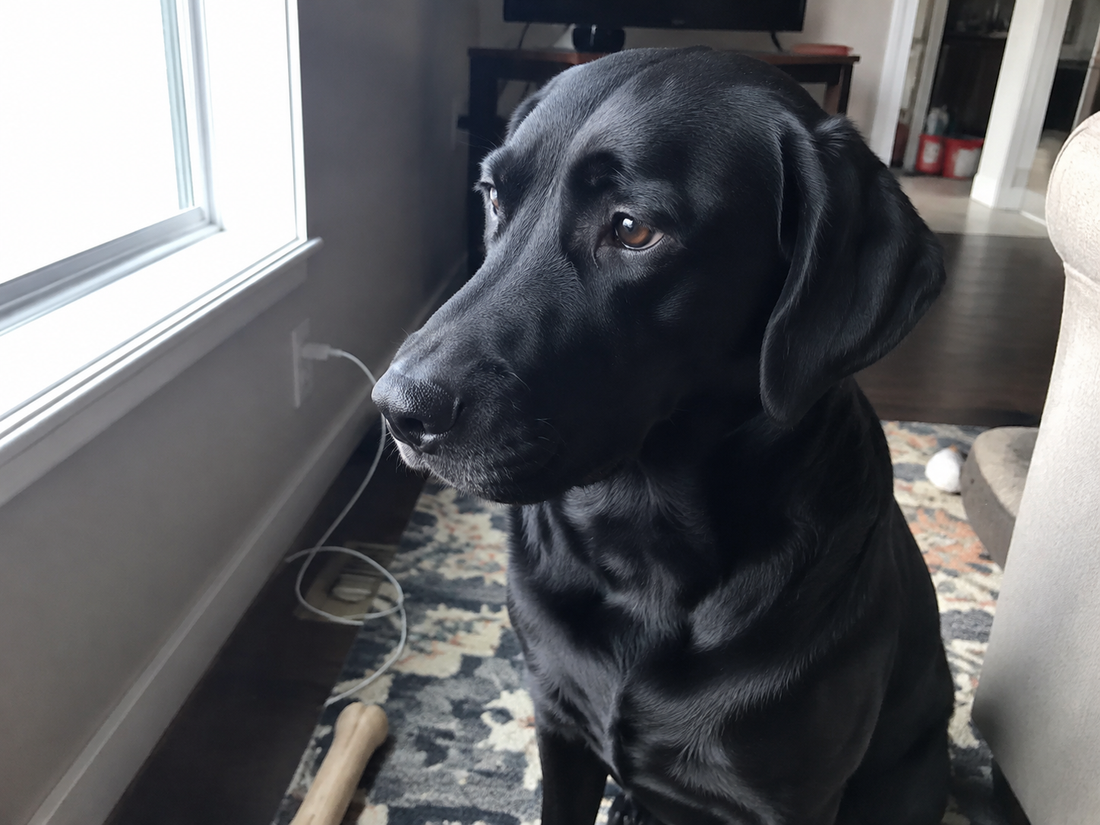 Black Labrador beside a window with coat detail visible